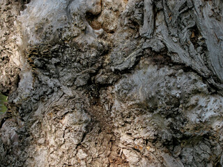 background of tree bark and sun rays near, Wallpaper