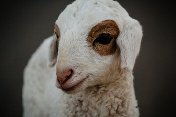 Fototapeta premium Close Up of Cute White indian Sheep