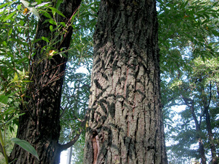 Obraz premium Shadow of a branch with leaves on the gray bark of a tree on a Sunny day