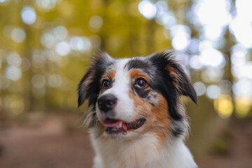 Süßer Australian Shepherd im Wald