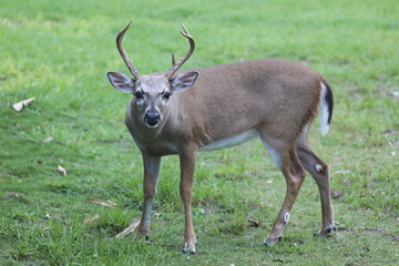 Endangered Florida Key Deer