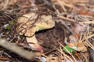 Mushrooms in the forest. Mushrooms in autumn forest scene.