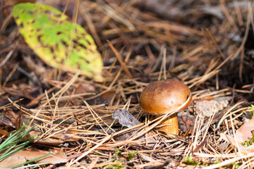 Mushrooms in the forest. Mushrooms in autumn forest scene.