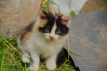 very cute home kitten sitting in nature. a cat with black spots on its face is carefully watching the mouse. favorite kitten gives in nature