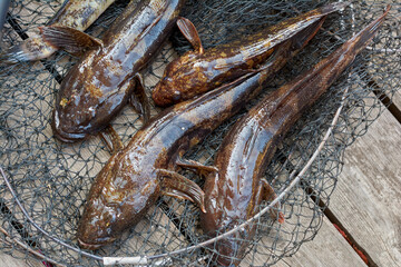 Amateur fishing, fresh fish in a fishing net. Catch of the Black Sea goby, gobiidae. Caught fresh...