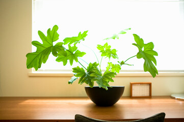 観葉植物