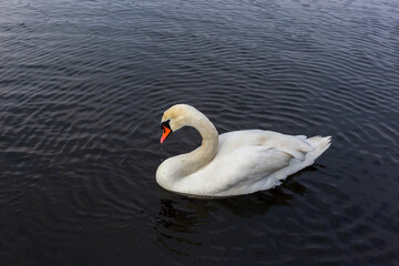 Swan of swimming Lake in Hyde Park, London on cloudy day in winter