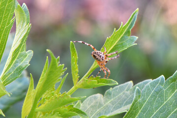 Spider on Dahlia Leaf 02