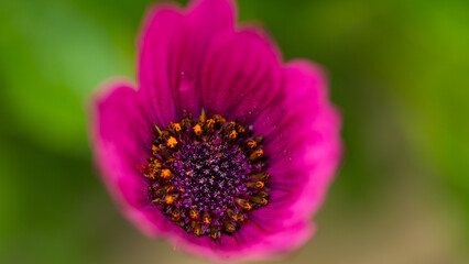close up of a purple flower