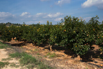 Fototapeta na wymiar Panoramic of a cultivated field with persimmon trees in full production