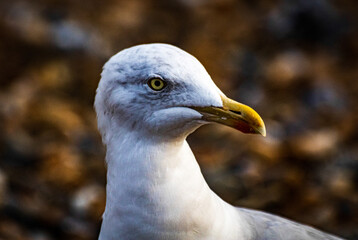 Seagull