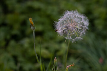 fluffy dandelion on a background of green grass