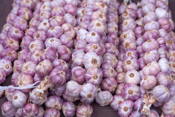 Fresh harvest organic lilac garlic bulbs at outside street central market on harvest festival day. Raw garlic cloves natural nutrition in case of flue, cold. Aromatic vegetarian vitamin source