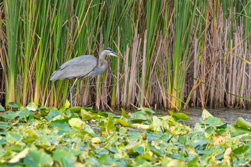 Great blue heron standing by lake with aquatic plants looking for fish