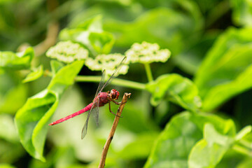 dragonfly_01