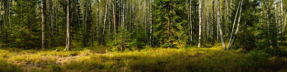 wide panoramic view of a mixed birch-spruce forest with grass in the foreground and lateral...