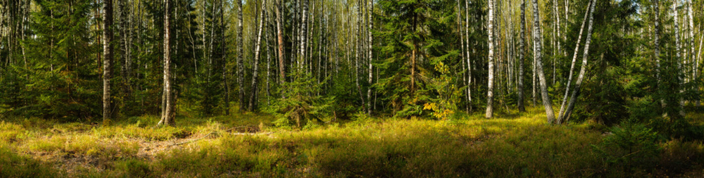 wide panoramic view of a mixed birch-spruce forest with grass in the foreground and lateral sunlight in warm September weather