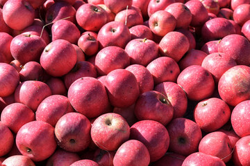 Lots of organic red apples after the harvest, full frame background, selected focus