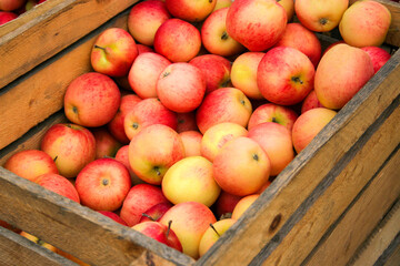 Organic apples harvest in wooden boxes in the supermarket are sorted by varieties.  Wooden crate box full of fresh red and yellow apples on outside street city market. Tasty delicious apples