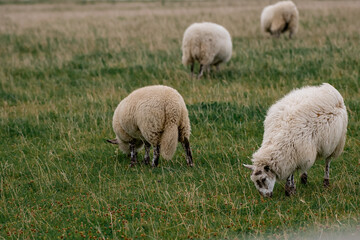 sheep in the field