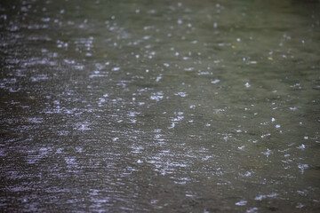 raindrops fall into water on a rainy day and form concentric circles