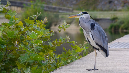 Héron cendré debout sur une île