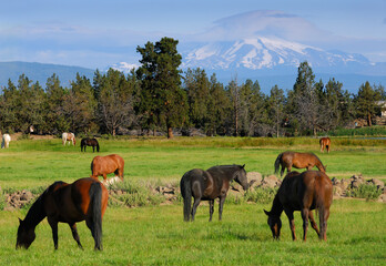 Horses grazing in a field with Mount Jefferson
