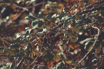 wild blackberries on the branch