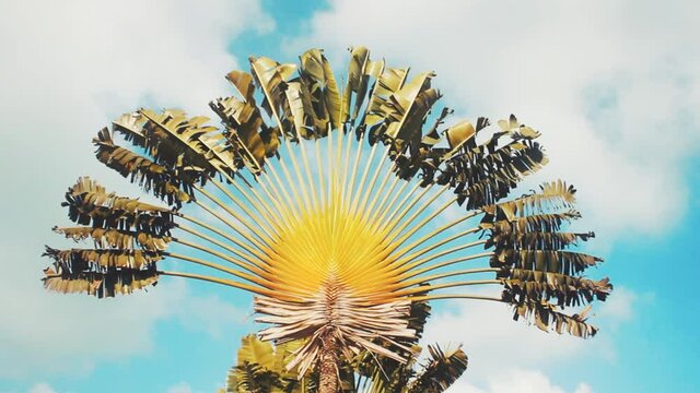 Madagascar Ravenala is not a true palm, but Traveler's tree (Ravenala madagascariensis) since it contains a supply of water in the leaf petioles, in Thailand Ravenala since introduced
