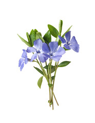 blue wild flowers, wildflowers bouquet isolated on white background