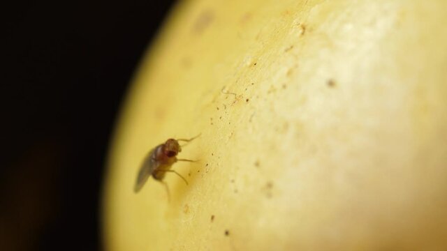 fruit flies walking on rotten fruits banana apple Drosophila melanogaster