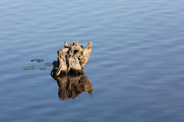A stump in the water with it's reflection.