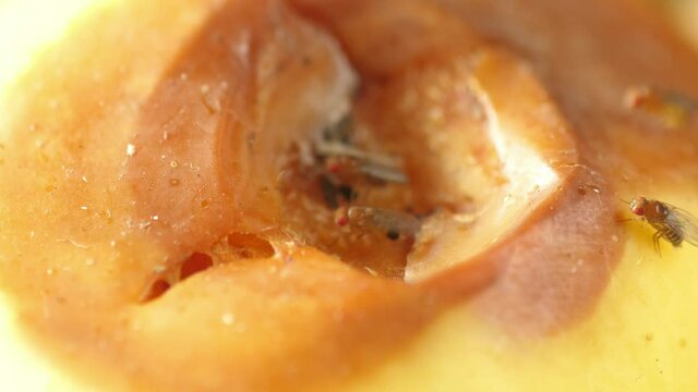 fruit flies walking on rotten fruits banana apple Drosophila melanogaster