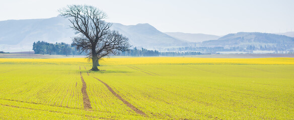 A beautiful landscape with lonely tree and rapeseed field. Power of agriculture and its meaning in modern world.