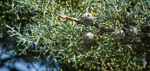 Close-up of blue cones on branch Arizona cypress (Cupressus arizonica) 'Blue Ice'  in city park Krasnodar. Public landscape 'Galitsky park' for relaxation and walking in sunny autumn September 2020
