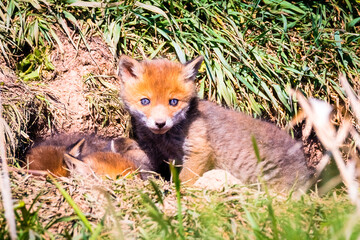 Fuchswelpen am Bau  -  Vulpes vulpes