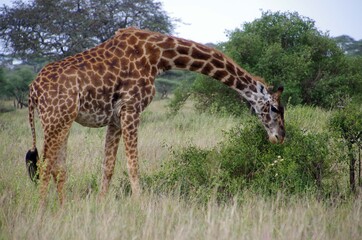 Giraffe in the Serengeti park in Tanzania