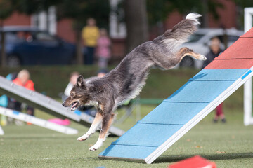 Working border collie breed dogs running agility obstacle A-frame with contact zone. Agility...