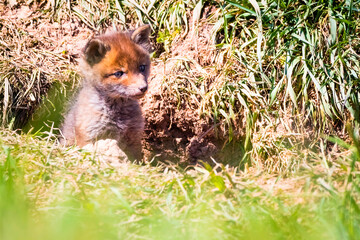 Fuchswelpen am Bau  -  Vulpes vulpes