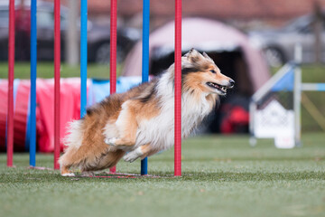 Fast and crazy sable and white Scottish rough collie running agility slalom on outside competition...