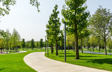 Alley of Paulownia tomentosa or Empress tree (princess or foxglove tree) in city park Krasnodar. Public landscape 'Galitsky park' for relaxation and walking in sunny autumn September 2020