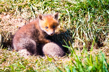 Fuchswelpen am Bau  -  Vulpes vulpes