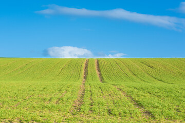 Fototapeta na wymiar Fresh green field with tractor trail and blue sky
