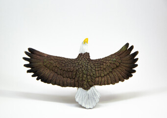 american bald eagle isolated on white background