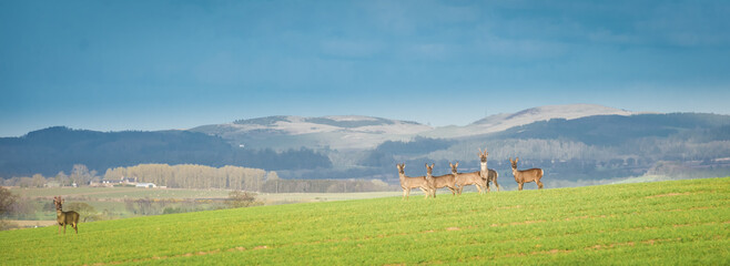 Alert roe deer, capreolus capreolus, buck listening carefully on a agricultural field at dusk in...