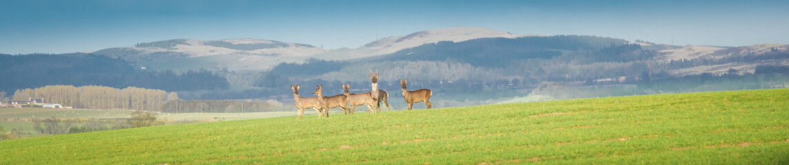 Naklejka premium Cute roe deer, capreolus capreolus, fawn grazing on green summer meadow with leafs of plant in open mouth. Alert young wild animal feeding in nature with copy space. Wildlife on hay field.