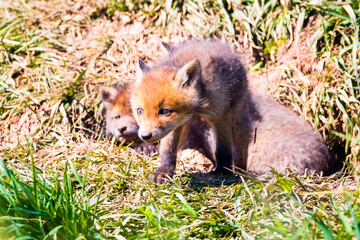 Fuchswelpen am Bau  -  Vulpes vulpes