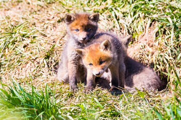Fuchswelpen am Bau  -  Vulpes vulpes