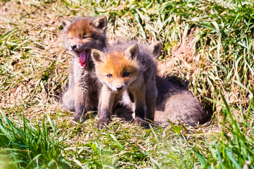 Fuchswelpen am Bau  -  Vulpes vulpes