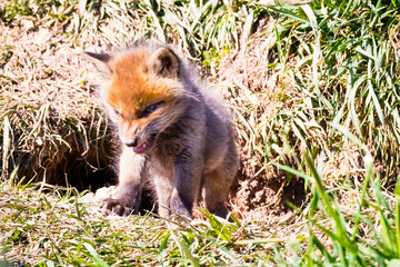 Fuchswelpen am Bau  -  Vulpes vulpes